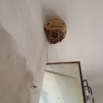 Zneškodnenie sršnieho hniezda