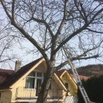 Pílenie stromu – technický zásah