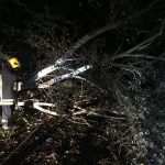 Konár na cykloceste