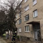 Orez nežiadúcich vetiev na Hradištnej