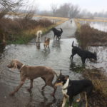 Záchrana 16 psov a pátranie po nezvestnej osobe